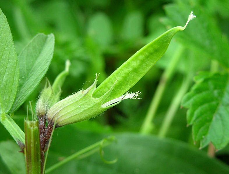 Vicia grandiflora / Veccia farfallona